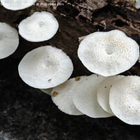 Buy canvas prints of White mushrooms on a dead wood by Lucas D'Souza