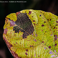 Buy canvas prints of Pattern of leaf veins by Lucas D'Souza