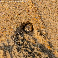 Buy canvas prints of Shell fish burrowing a hole on the beach by Lucas D'Souza