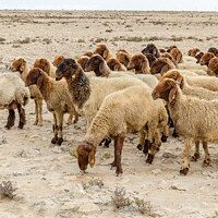 Buy canvas prints of Flock of sheep grazing in the desert by Lucas D'Souza