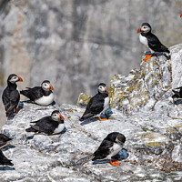 Puffins Wildlife Isle of May