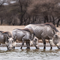 Kalahari Warthog Family