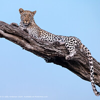 Botswana Leopard Nature