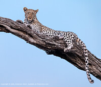 Click to show how this picture will look as a piece of wall art