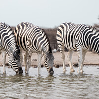 Kalahari Desert Zebras Drinking