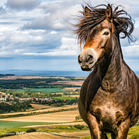 Exmoor Pony Windy Hilltop