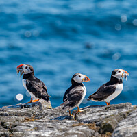 Atlantic Puffins on the Isle of May