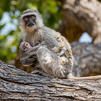 African Vervet Monkey and Baby