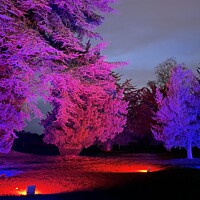 Buy canvas prints of Trentham gardens trees lit at Christmas  by Daryl Pritchard videos