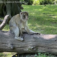 Buy canvas prints of Trentham garden monkey forest  by Daryl Pritchard videos