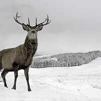 Buy canvas prints of Highland Stag in Snow by Ivor Bond