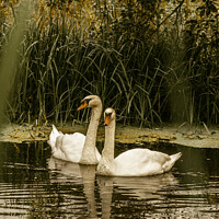 Buy canvas prints of Swans Together by Ivor Bond