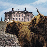 Buy canvas prints of Scottish Highland Coo's by Ivor Bond