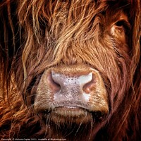 Buy canvas prints of Highland cow by Victoria Copley