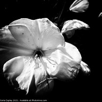 Buy canvas prints of Abstract Monochrome Flower by Victoria Copley