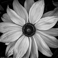 Buy canvas prints of Monochrome flower by Victoria Copley
