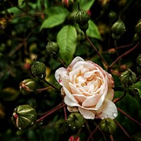 Buy canvas prints of English Rose by Victoria Copley