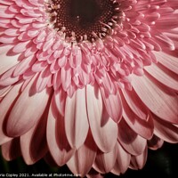 Buy canvas prints of Pink Gerbera by Victoria Copley