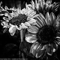 Buy canvas prints of Monochrome Sunflowers by Victoria Copley