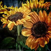 Buy canvas prints of Sunflowers by Victoria Copley
