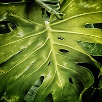 Buy canvas prints of Abstract Plant Leaves by Victoria Copley
