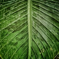 Buy canvas prints of Green leaf by Victoria Copley
