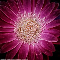 Buy canvas prints of Pink flower by Victoria Copley