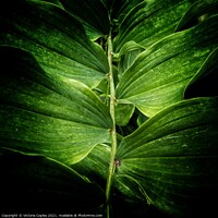 Buy canvas prints of Plant leaves by Victoria Copley