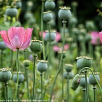 Buy canvas prints of Poppies by Victoria Copley