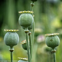 Buy canvas prints of Poppy seed heads by Victoria Copley