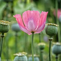 Buy canvas prints of Pink poppy by Victoria Copley