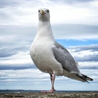 Buy canvas prints of Herring Gull by Victoria Copley