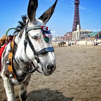 Buy canvas prints of Blackpool donkey by Victoria Copley