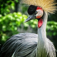 Buy canvas prints of African Crowned Crane by Victoria Copley