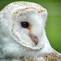 Buy canvas prints of Barn owl by Victoria Copley
