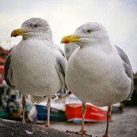 Buy canvas prints of Seagull pair by Victoria Copley