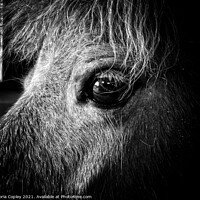 Buy canvas prints of Horse portrait by Victoria Copley