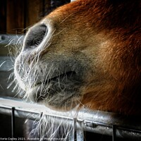 Buy canvas prints of A close up of a horse's nose by Victoria Copley