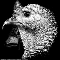 Buy canvas prints of Monochrome turkey by Victoria Copley