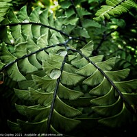 Buy canvas prints of Abstract fern by Victoria Copley