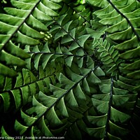 Buy canvas prints of Abstract ferns by Victoria Copley