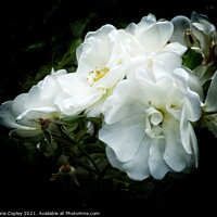 Buy canvas prints of White roses by Victoria Copley