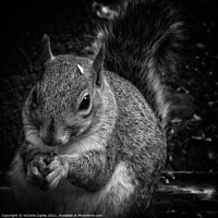 Buy canvas prints of A close up of a squirrel by Victoria Copley