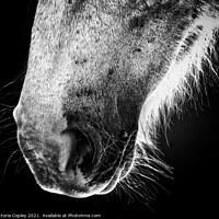 Buy canvas prints of Horse portrait by Victoria Copley