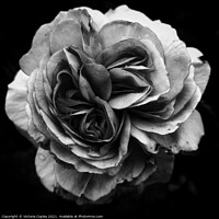 Buy canvas prints of Monochrome rose by Victoria Copley