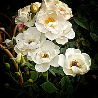 Buy canvas prints of Roses by Victoria Copley