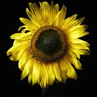 Buy canvas prints of Sunflower by Victoria Copley