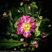 Buy canvas prints of Japanese anemone by Victoria Copley