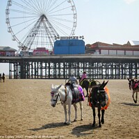 Buy canvas prints of Donkeys on Blackpool beach by Victoria Copley