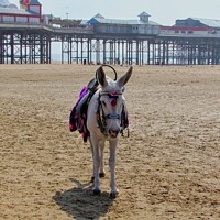 Buy canvas prints of Donkey on Blackpool beach by Victoria Copley